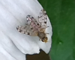 Campiglossa sororcula