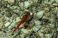 Crocothemis sanguinolenta