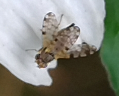 Campiglossa sororcula