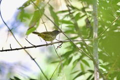 Kurochkinegramma hypogrammicum