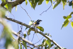 Pteruthius aeralatus