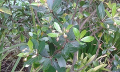 Pittosporum cornifolium