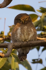 Glaucidium cuculoides