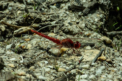 Crocothemis sanguinolenta