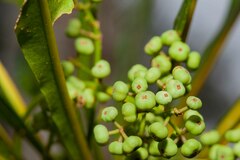 Phelline dumbeensis