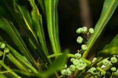 Phelline dumbeensis
