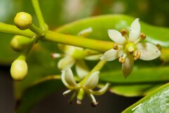 Phelline