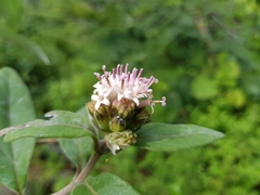 Lagascea heteropappus