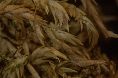 Sphagnum incundum