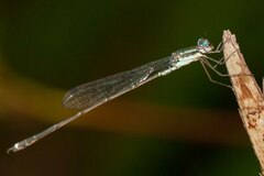 Indolestes cheesmanae