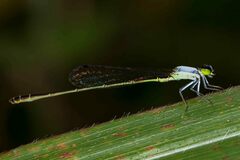 Agriocnemis exsudans