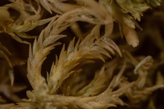 Sphagnum incundum