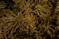 Sphagnum incundum