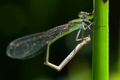 Agriocnemis exsudans