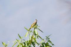 Pycnonotus flavescens