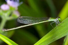 Agriocnemis exsudans