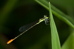 Agriocnemis exsudans