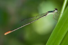 Agriocnemis exsudans