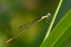 Agriocnemis exsudans