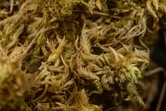 Sphagnum incundum