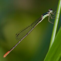 Agriocnemis exsudans