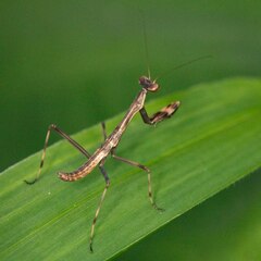 Notomantis brunneriana