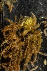 Sphagnum incundum