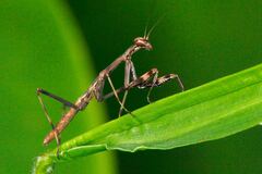 Notomantis brunneriana