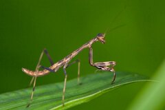 Notomantis brunneriana