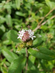 Lagascea heteropappus