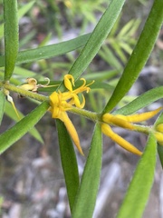 Persoonia