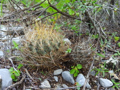 Ancistrocactus scheeri