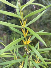 Persoonia