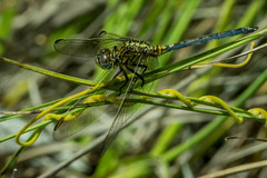 Orthetrum abbotti