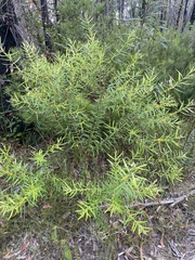 Persoonia
