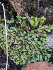 Plagiochasma rupestre