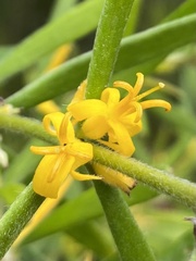 Persoonia