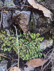 Plagiochasma rupestre