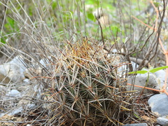 Ancistrocactus scheeri