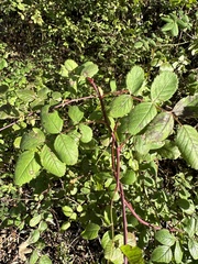Rosa californica