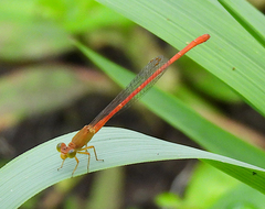 Ceriagrion aeruginosum