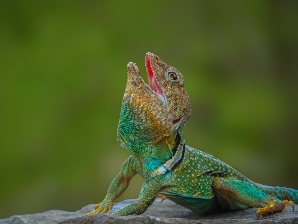 Eastern Collared Lizard from Sin Nombre de Col 24, Santa Catarina, N.L ...