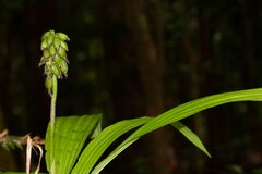 Calanthe