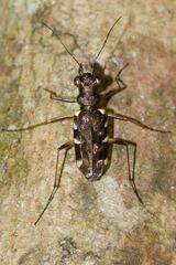Caledonica