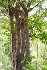 Sphaeropteris