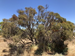 Melaleuca lanceolata