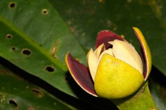Zygogynum stipitatum