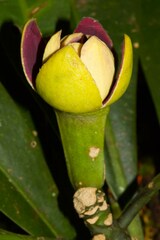 Zygogynum stipitatum