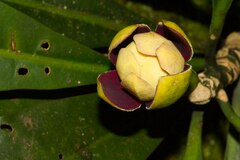 Zygogynum stipitatum