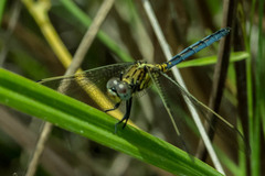 Orthetrum abbotti